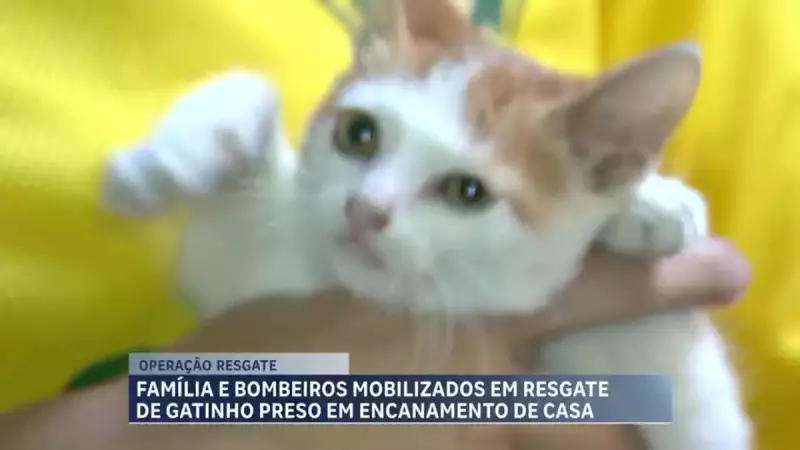 Gatinho preso em cano emociona BH e ganha novo lar após resgate dos bombeiros