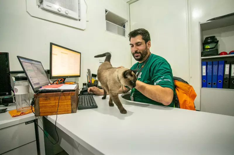 Gato abandonado é adotado por funcionários de obra portuária e vira 'engenheiro de sonecas' no PR