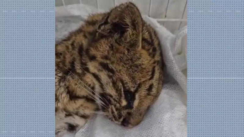 Gato-do-mato é resgatado em terreno urbano de Mogi das Cruzes — Saiba detalhes!