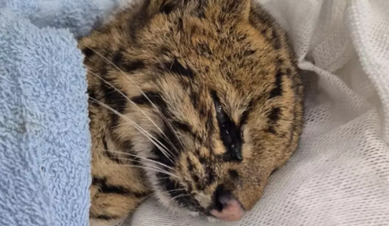 Gato-do-mato resgatado em Mogi das Cruzes não resiste e morre após resgate