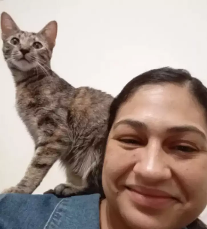 Gato é esmagado por caixa de areia automática nos EUA: donos processam fabricante
