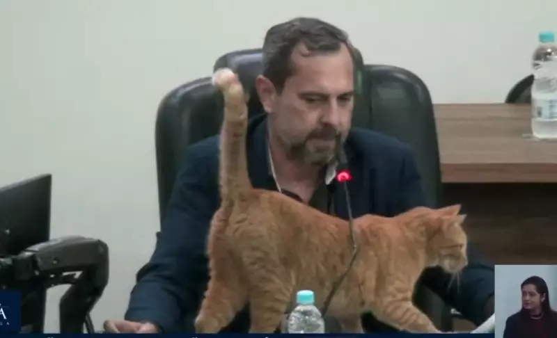 Gato mascote da Câmara de Votuporanga viraliza ao interromper sessão com 'ataque' a microfone