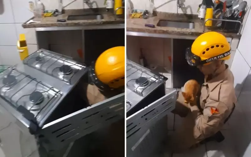 Gato se esconde dentro de fogão após mãe ser atropelada; veja o resgate emocionante