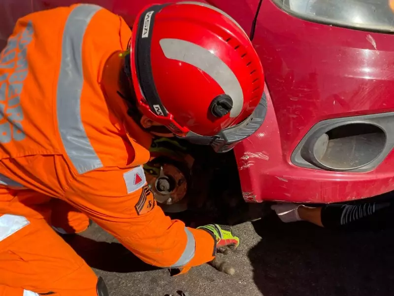 Gato se esconde em motor de carro, morde motorista e causa resgate inusitado em MG