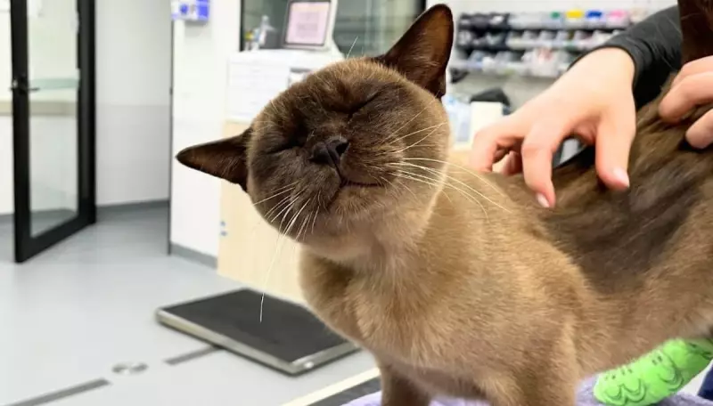 Gato sobrevive a ciclo completo dentro de máquina de lavar e surpreende veterinários