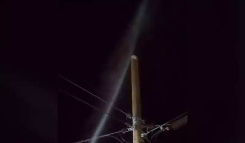 Gato sobrevive a queda de poste elétrico após ser atingido por jatos d'água em Guaimbê