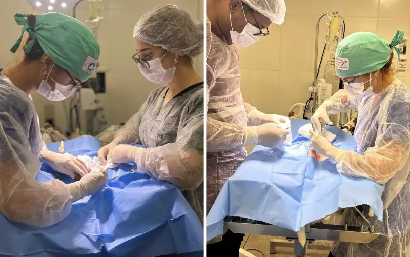 Gato sobrevive a tiro de chumbinho e passa por cirurgia de emergência em Goiânia