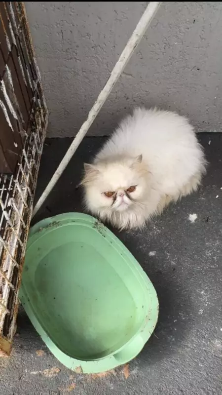 Gatos de raça avaliados em R$ 3 mil são resgatados de gatil clandestino em SC