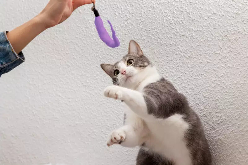 Gatos reconhecem seus donos pelo cheiro, revela estudo surpreendente