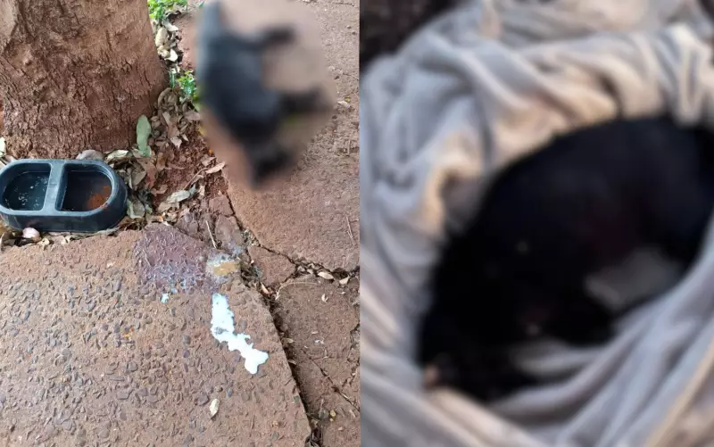 Gatos são encontrados mortos em Ribeirão Preto: Polícia Civil investiga possível envenenamento