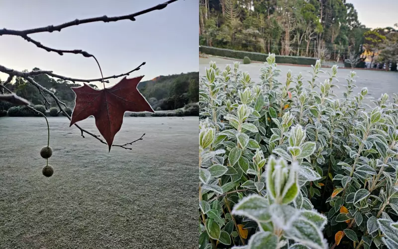 Geada transforma paisagem no Sul de Minas: veja fotos deslumbrantes!