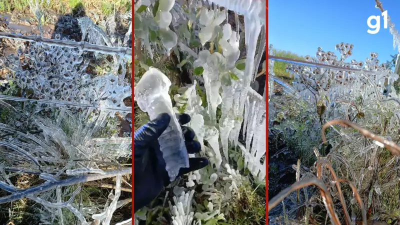 Geada vitrificada transforma paisagem em Soledade durante onda de frio intenso no RS