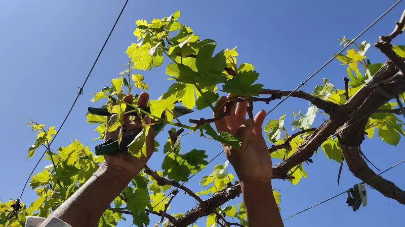 Gestão eficiente impulsiona escoamento de frutas no Vale do São Francisco