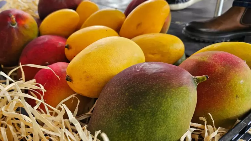 Gestão financeira eficiente: como o controle de fluxo de caixa e orçamento impulsionam a fruticultura