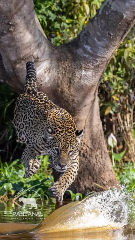 Gigantes do Pantanal: Biólogo flagra momento em que onça ataca jacaré em rio de MT — assista ao vídeo impressionante!