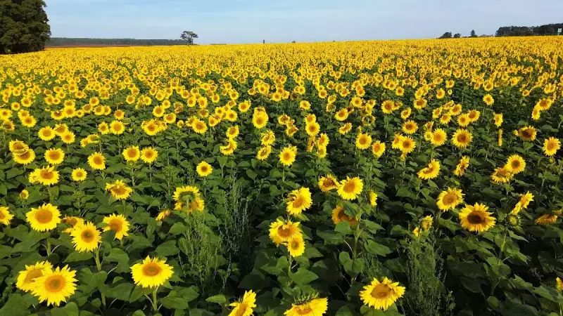 Girassol: a estrela sustentável e versátil da agricultura em Minas Gerais
