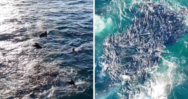 Golfinhos cercam tainhas em Bombinhas: flagra impressiona pela beleza e sincronia