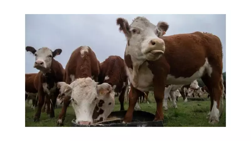 Golpe da 'Vaca Virtual' abala o Uruguai: como um esquema milionário está impactando um dos maiores produtores de gado do mundo