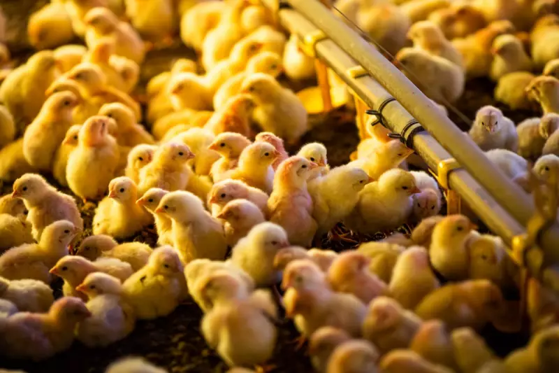 Gripe Aviária: 16 Países Retomam Importação de Frango Brasileiro – Saiba os Detalhes