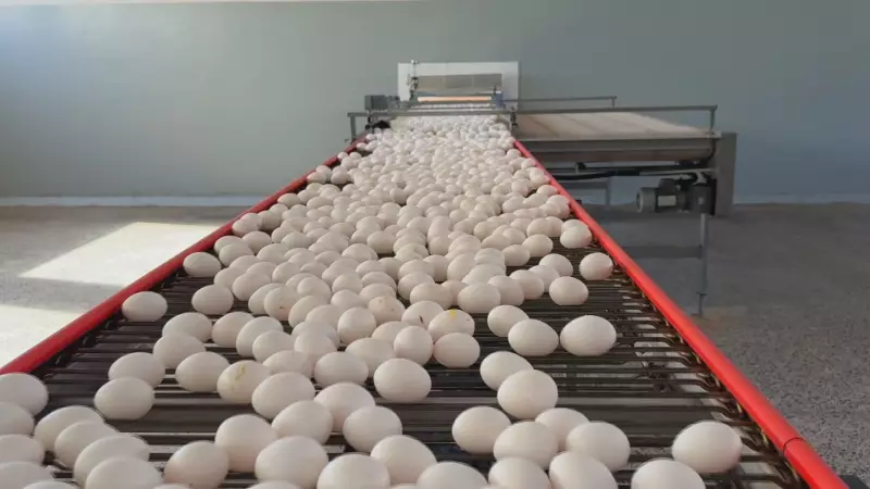 Gripe Aviária: Criadores intensificam cuidados para proteger aves e evitar surtos no Brasil
