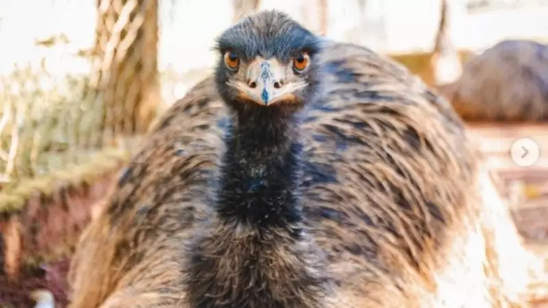 Gripe Aviária é Confirmada em Animal do Zoológico de Brasília: Saiba os Detalhes