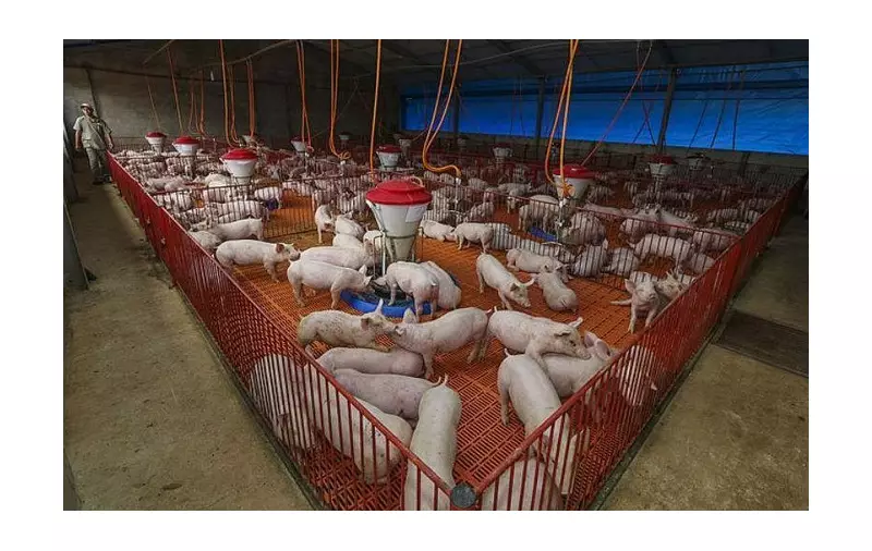 Gripe Aviária e o Impacto nos Preços da Carne de Porco: Entenda a Alta em Junho