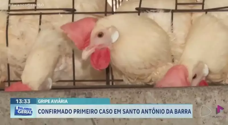 Gripe Aviária em Goiás: Primeiro Caso em Aves de Subsistência é Confirmado