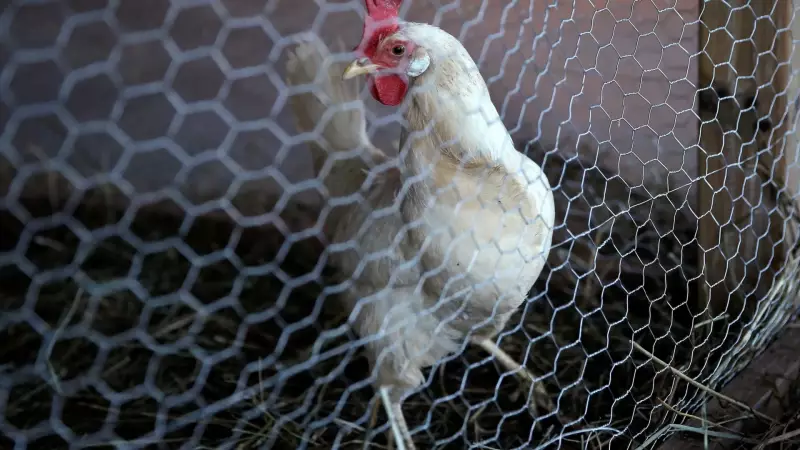 Gripe Aviária em Goiás: Surto Confirmado em Criação com 100 Galinhas Domésticas