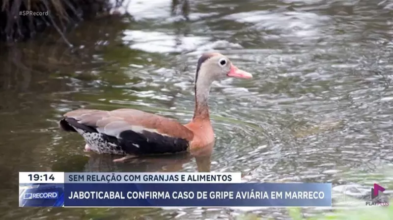 Gripe Aviária em Jaboticabal: Caso confirmado na UNESP acende alerta sanitário