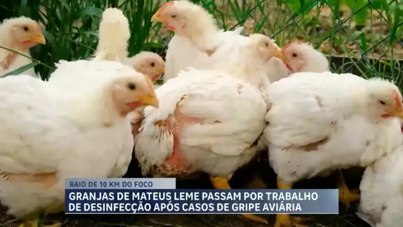 Gripe Aviária em MG: Granjas e Propriedades Rurais Passam por Desinfecção para Evitar Surto