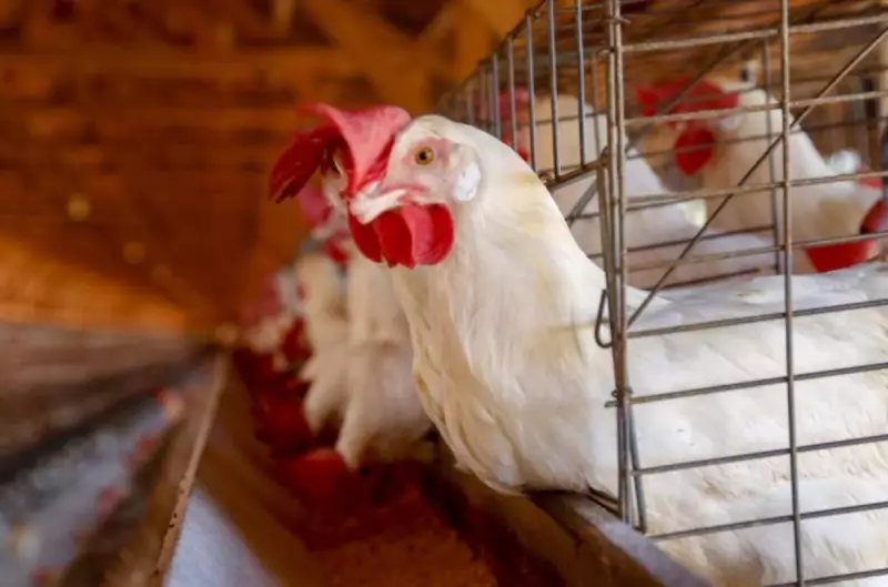 Gripe Aviária no Brasil: 12 casos suspeitos em investigação – Saiba como se proteger