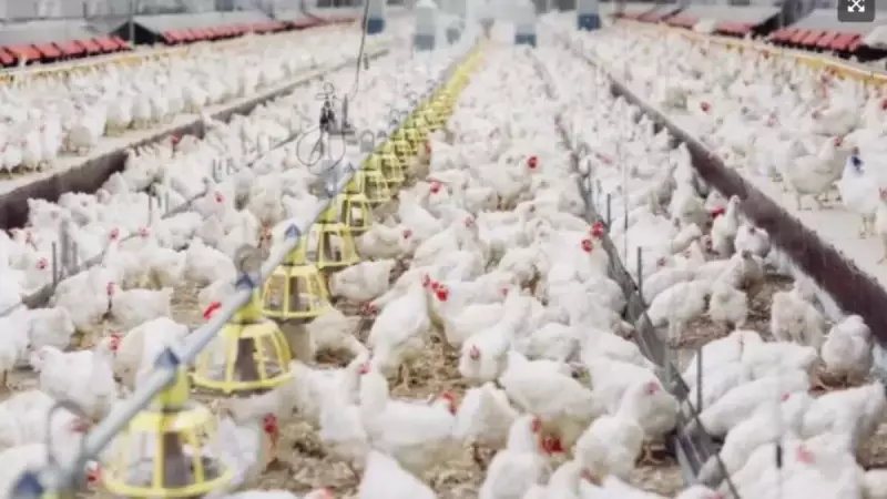 Gripe Aviária no Brasil: Casos em Investigação Caem para Seis — Nenhum em Granjas Comerciais