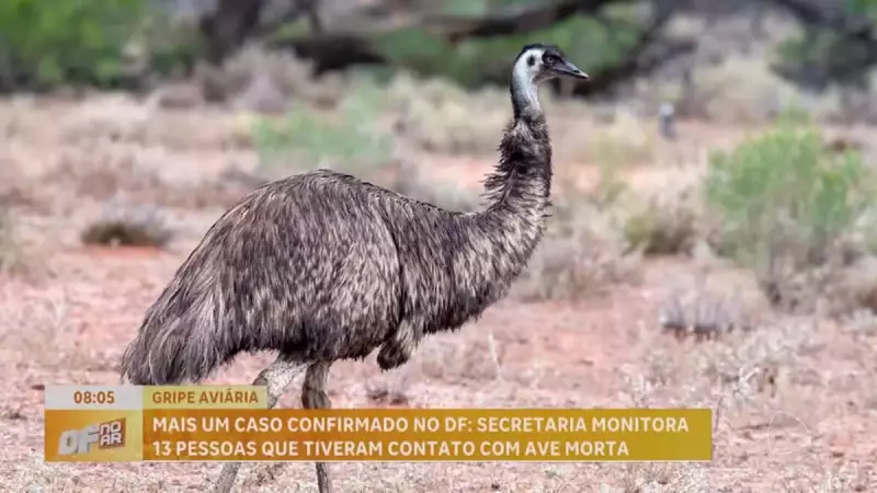 Gripe Aviária no Zoológico de Brasília: Novo Caso Confirmado e Parque Segue Fechado
