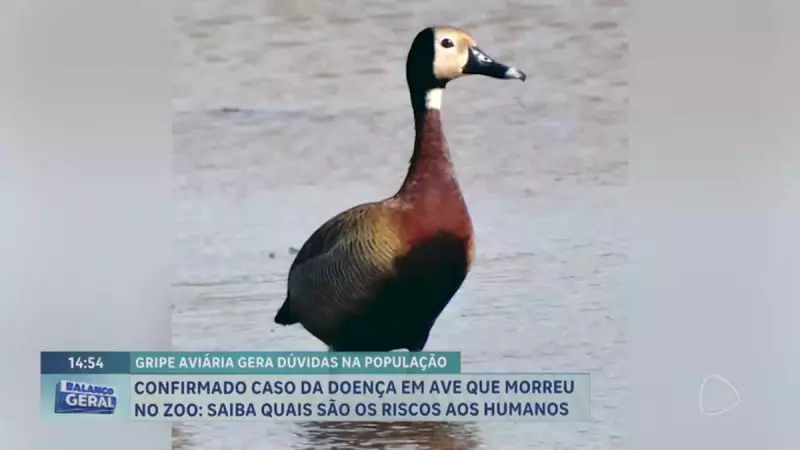 Gripe Aviária no Zoológico de Brasília: Riscos e Orientações para a População