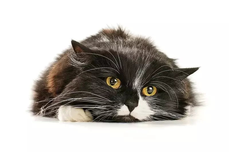 Guia Completo para Cuidar do Seu Gato: Dicas Essenciais para Donos de Felinos