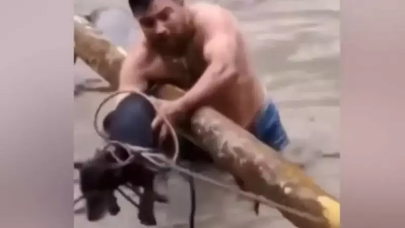 Herói arrisca a vida para salvar cadela presa em correnteza na Colômbia
