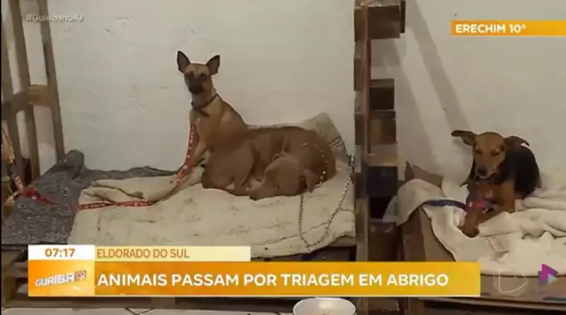 Heróis anônimos: voluntários arriscam a vida para resgatar animais em áreas alagadas de Eldorado do Sul