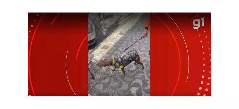 Heróis de quatro patas: Bombeiros resgatam cães trancados em carro no centro de Divinópolis