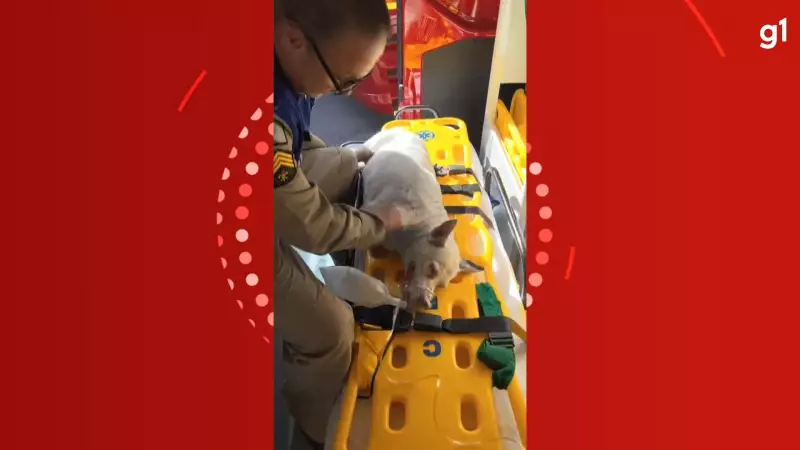 Heróis de quatro patas: Bombeiros salvam cadela intoxicada por fumaça em incêndio em Curitiba