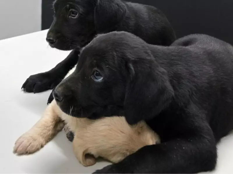 Homem abandona 15 filhotes de cachorro em via pública e é identificado pela polícia
