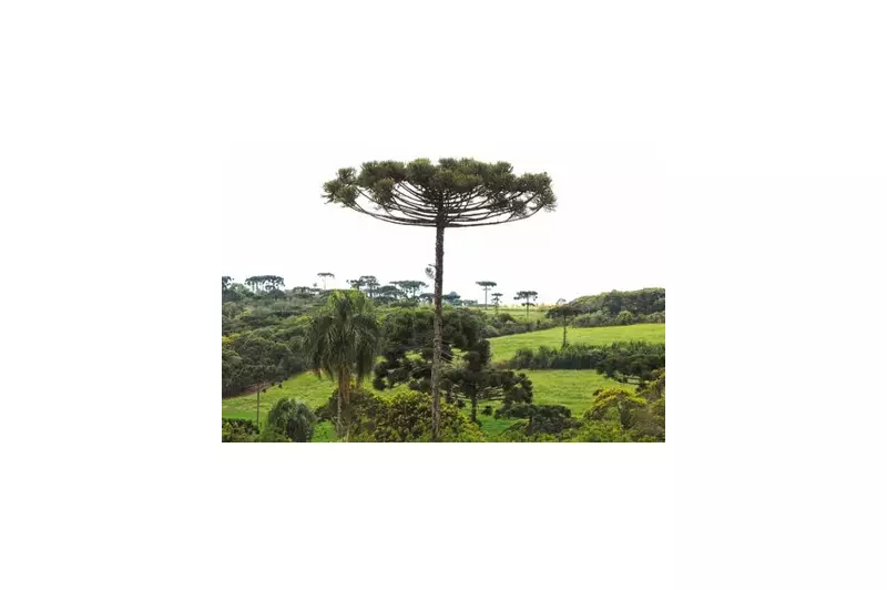Homem é condenado a mais de 6 anos de prisão por desmatamento na maior reserva de araucárias do mundo