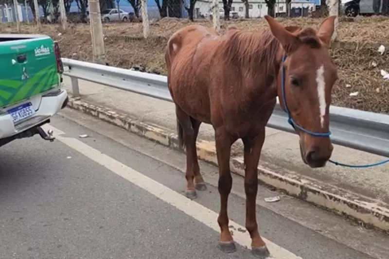 Homem é flagrado arrastando cavalo furtado em rodovia de Limeira — Veja o vídeo chocante!