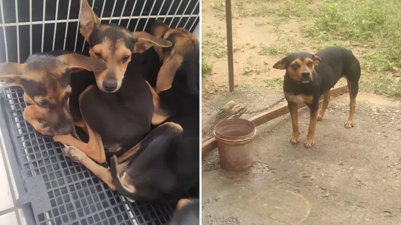 Homem é multado em R$ 12 mil por maus-tratos a cachorra em Araçatuba; veja o vídeo