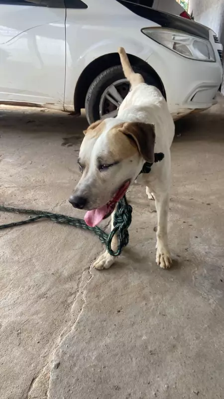 Homem é preso em flagrante por maus-tratos a cachorro no Maranhão: caso choca moradores