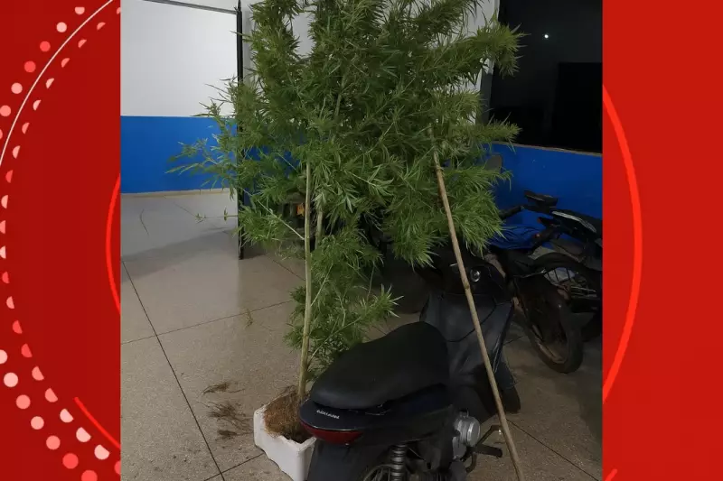 Homem é preso por cultivar maconha de 2 metros no quintal em Rondônia | G1 RO