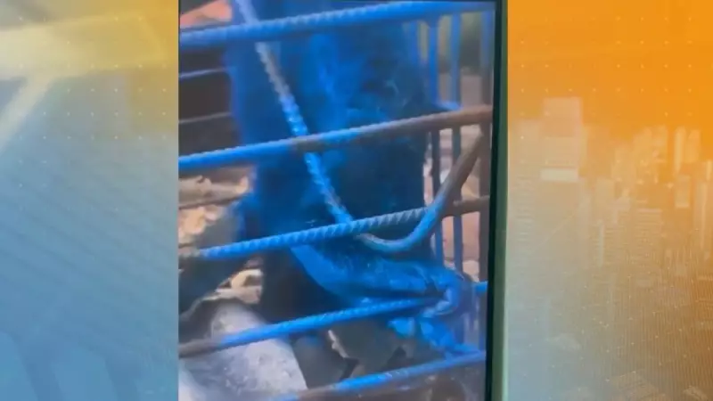 Homem é preso por maus-tratos após pintar macaco de azul em MG — Veja o vídeo chocante