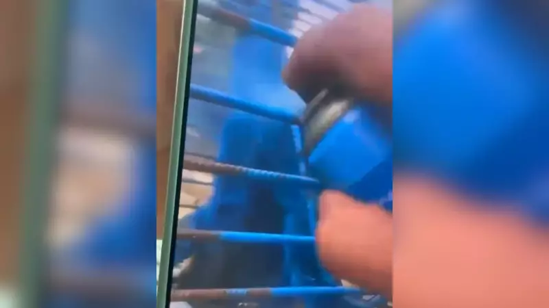 Homem pinta macaco de azul e faz piadas em MG: caso viraliza nas redes