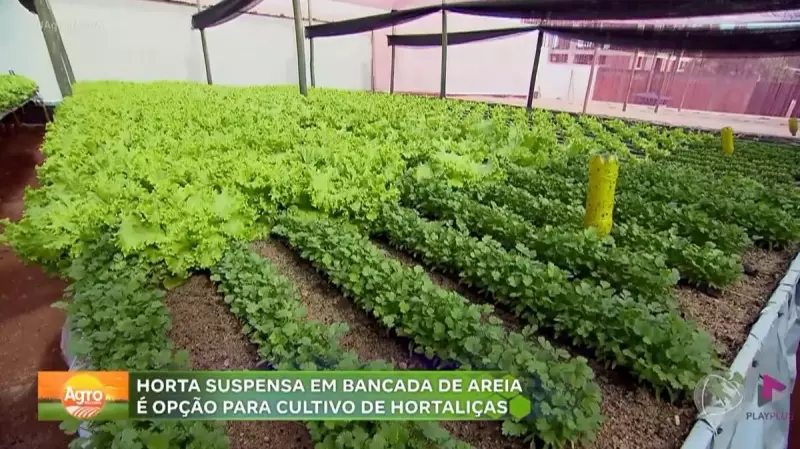 Horta suspensa revoluciona produção de hortaliças em Anápolis (GO)