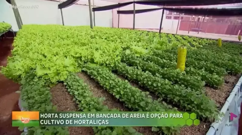 Horta Urbana em Anápolis: Revolução no Cultivo de Hortaliças com Sustentabilidade
