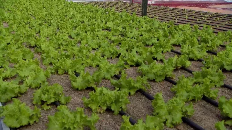 Hortas Suspensas: A Revolução Verde que Está Transformando Centros Urbanos